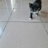 Tekir Siyah Kedi fotoğraf