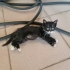 Tekir Siyah Kedi fotoğraf