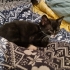 Tekir Yavru Kedi Erkek fotoğraf