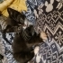 Tekir Yavru Kedi Erkek fotoğraf