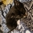 Tekir Yavru Kedi Erkek fotoğraf