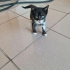 Tekir Yavru Kedi Erkek fotoğraf