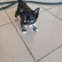Tekir Yavru Kedi Erkek fotoğraf