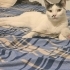 Özel İlgi ve Bakım Gerektiren, Damak Yarıklı Çipli Kedimize Ömürlük Yuva fotoğraf