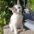 CİMCİME KIZ SİZE GELSİN Mİ? fotoğraf