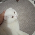 DAHA YAKIŞIKLISI YOK..! SCOTTISH FOLD KISIR..!! fotoğraf
