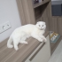 DAHA YAKIŞIKLISI YOK..! SCOTTISH FOLD KISIR..!! fotoğraf