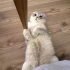 İKİ KARDEŞ KISIR..!! SCOTTISH FOLD..!! fotoğraf