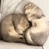 İKİ KARDEŞ KISIR..!! SCOTTISH FOLD..!! fotoğraf