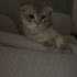İKİ KARDEŞ KISIR..!! SCOTTISH FOLD..!! fotoğraf