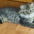 3.5-4 AYLIK NORVEÇ ORMAN BEBİŞİ..!! fotoğraf