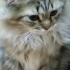 3.5-4 AYLIK NORVEÇ ORMAN BEBİŞİ..!! fotoğraf