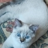 3.5-4 AYLIK BRİTİSH BLUE POİNT..!! fotoğraf
