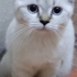 3.5-4 AYLIK BRİTİSH BLUE POİNT..!! fotoğraf