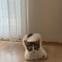 DİŞİ CALİCO-TEKİR 6 AYLIK fotoğraf