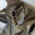 tekir olmasına rağmen uslu oyuncu çok sevgi pıtırcığı bir kedi fotoğraf