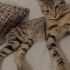 tekir olmasına rağmen uslu oyuncu çok sevgi pıtırcığı bir kedi fotoğraf