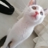 Gözleri az görüyor çok cana yakın mülayim bir kedicik fotoğraf