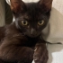 ANNESİ TERK ETMİŞ KEDİYE ÖMÜRLÜK YUVA fotoğraf