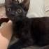 ANNESİ TERK ETMİŞ KEDİYE ÖMÜRLÜK YUVA fotoğraf