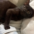 ANNESİ TERK ETMİŞ KEDİYE ÖMÜRLÜK YUVA fotoğraf