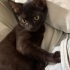ANNESİ TERK ETMİŞ KEDİYE ÖMÜRLÜK YUVA fotoğraf