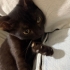 ANNESİ TERK ETMİŞ KEDİYE ÖMÜRLÜK YUVA fotoğraf