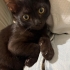 ANNESİ TERK ETMİŞ KEDİYE ÖMÜRLÜK YUVA fotoğraf