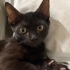 ANNESİ TERK ETMİŞ KEDİYE ÖMÜRLÜK YUVA fotoğraf