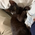 ANNESİ TERK ETMİŞ KEDİYE ÖMÜRLÜK YUVA fotoğraf