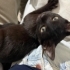 ANNESİ TERK ETMİŞ KEDİYE ÖMÜRLÜK YUVA fotoğraf
