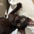 ANNESİ TERK ETMİŞ KEDİYE ÖMÜRLÜK YUVA fotoğraf