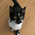 Minik Pink'e yuva arıyoruz.🖤 fotoğraf