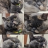 ÇOK ACİL YUVA ARIYORUZ fotoğraf