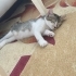 Tatlı yavru ailesini arıyor fotoğraf