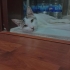 AKILLI, UYUMLU, SEVGİ DOLU ÇINAR 🐾 AŞILARI TAM KISIR ÖMÜRLÜK YUVA ARIYORUZ fotoğraf