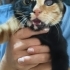 Cok acil yuva arıyoruz fotoğraf