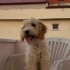 Acil sahiplendirilecek maltipoo fotoğraf