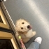 Acil sahiplendirilecek maltipoo fotoğraf