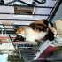 Yeşil gözlü şans kedisi ;) fotoğraf