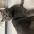 🐱 Oscar Ömürlük Yuvasını Arıyor – Sevecen British Shorthair fotoğraf