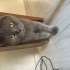 🐱 Oscar Ömürlük Yuvasını Arıyor – Sevecen British Shorthair fotoğraf