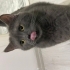 🐱 Oscar Ömürlük Yuvasını Arıyor – Sevecen British Shorthair fotoğraf
