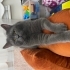 🐱 Oscar Ömürlük Yuvasını Arıyor – Sevecen British Shorthair fotoğraf