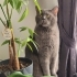 🐱 Oscar Ömürlük Yuvasını Arıyor – Sevecen British Shorthair fotoğraf