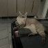 Cana yakın oyuncu british shorthair erkek fotoğraf