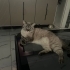 Cana yakın oyuncu british shorthair erkek fotoğraf