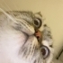 Cana yakın oyuncu british shorthair erkek fotoğraf
