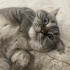Cana yakın oyuncu british shorthair erkek fotoğraf