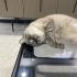 Cana yakın oyuncu british shorthair erkek fotoğraf